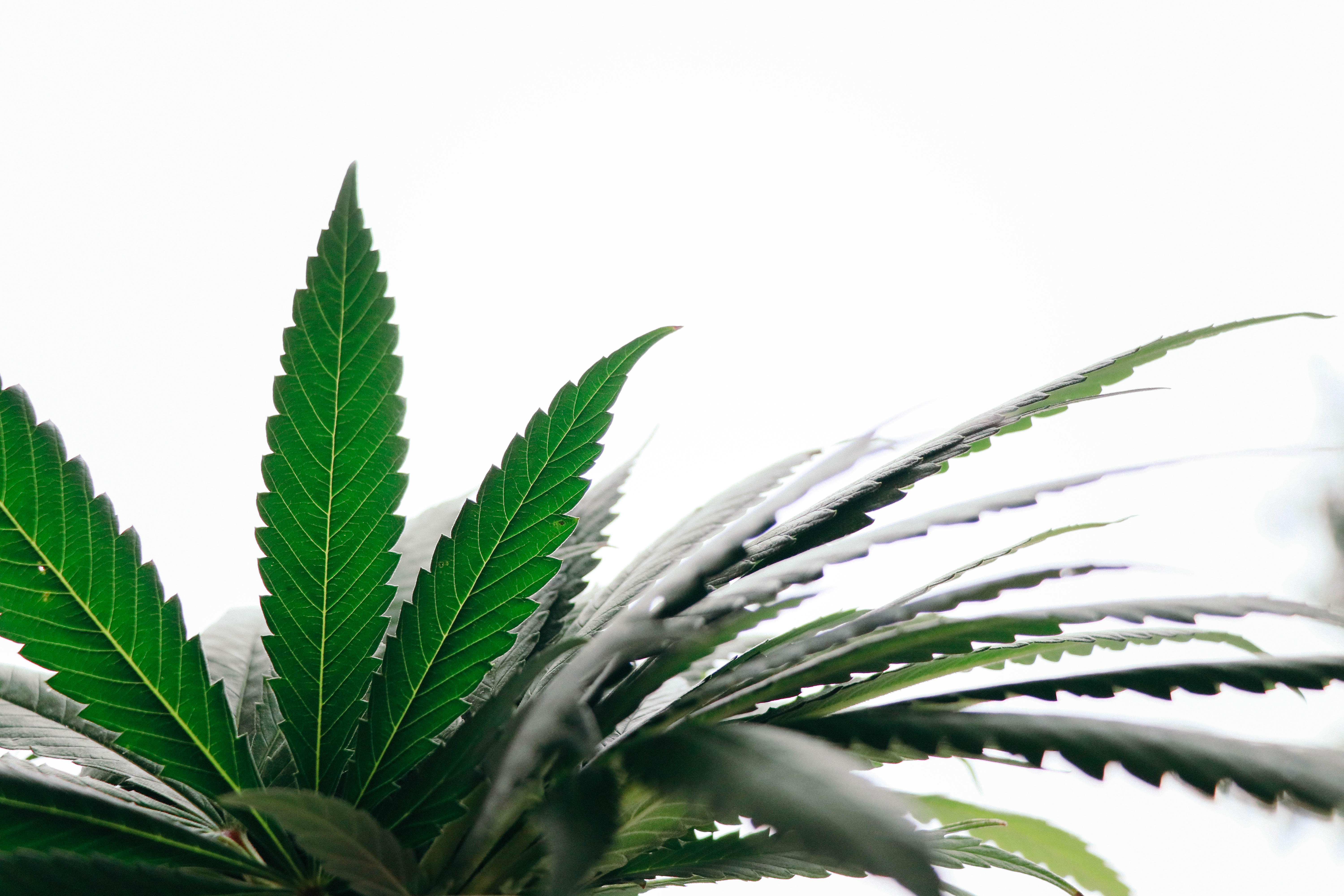 Dry herb for vaporizers — convection heating preserves terpenes better than pure conduction